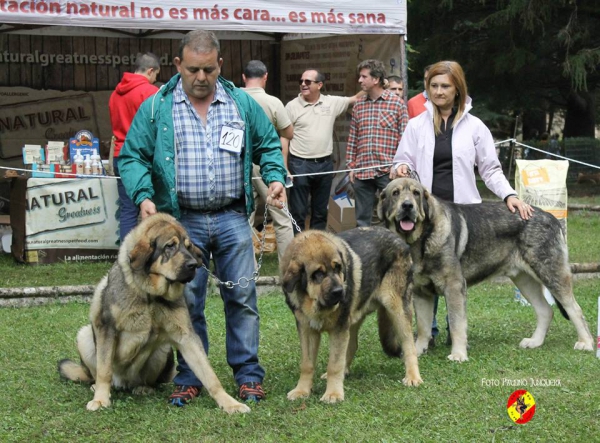 Lote de cría: La Portiecha, de Caboalles de Arriba, León - Barrios de Luna 14.09.2014
Keywords: 2014 portiecha