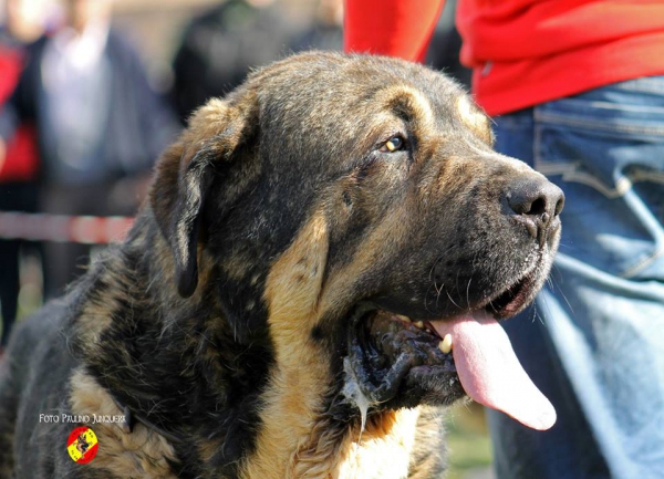 Lucero de Tsaciana: Open Class Males - Mansilla de las Mulas, Spain 09.11.2014
Mots-clés: 2014 tsaciana head portrait cabeza