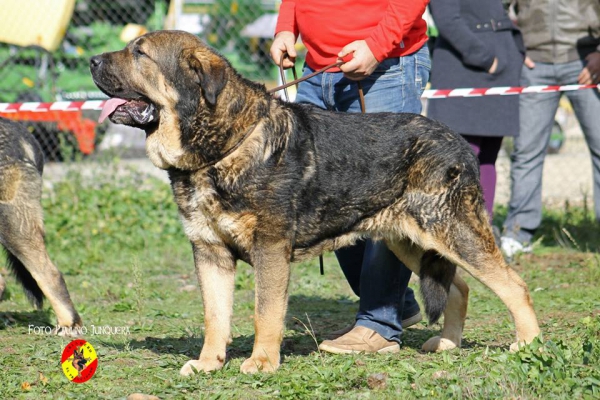 Lucero de Tsaciana: Open Class Males - Mansilla de las Mulas, Spain 09.11.2014 
Keywords: 2014 tsaciana