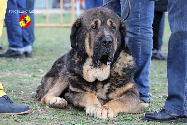 Lucero de Tsaciana: Open Class Males - Mansilla de las Mulas, Spain 09.11.2014
Keywords: 2014 tsaciana