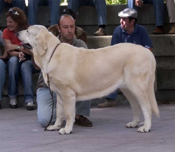 Wachata de Lunava - Young Class Females - Monográfica AEPME, Valencia de Don Juan 02.09.2006
(Ch. Mayoral de Hazas de Cesto x Nina de Valdejera) 
Born: 10.09.2005

Keywords: 2006 lunava