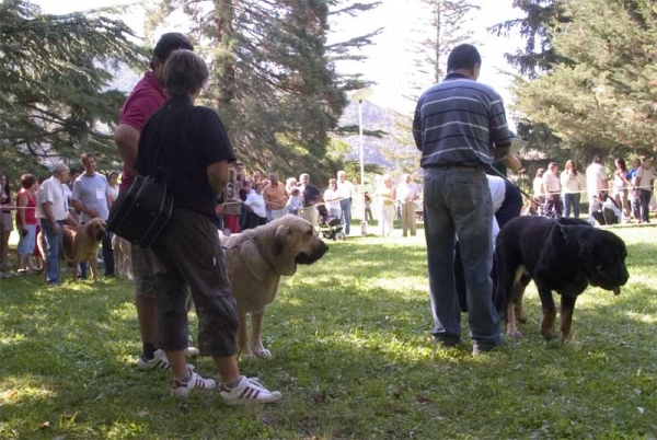 Intermediate Class Females - Barrios de Luna 10.09.2006
Aitana del Agostadero (EXC. 1) + No. 51?
Keywords: 2006