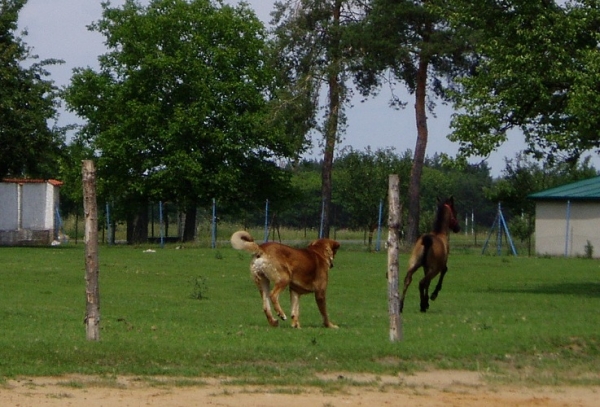 Jumbo Tornado Erben (1 year) playing with filly
Joven mastin y potro
Keywords: pet tornado