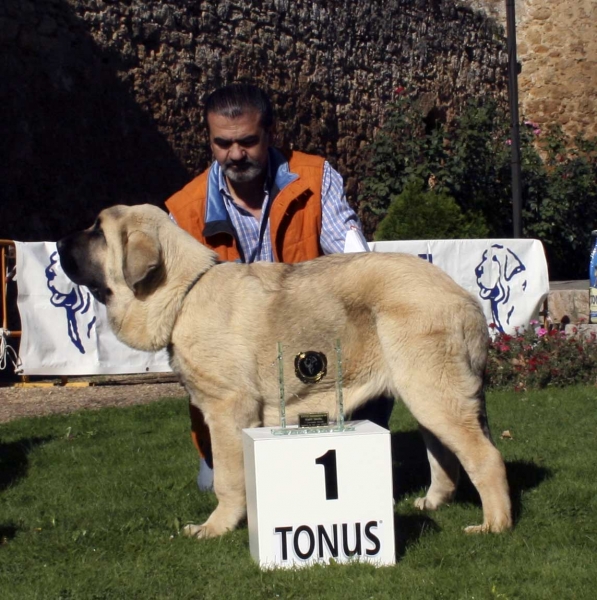 Horo de Duelos y Quebrantos: VG 1, Best Puppy - Puppy Class Males - Monográfica Aepme 13.09.2008
(Iker de Fonteferra x Comba de Duelos y Quebrantos)
Born: 30.03.08
Keywords: 2008 duelos