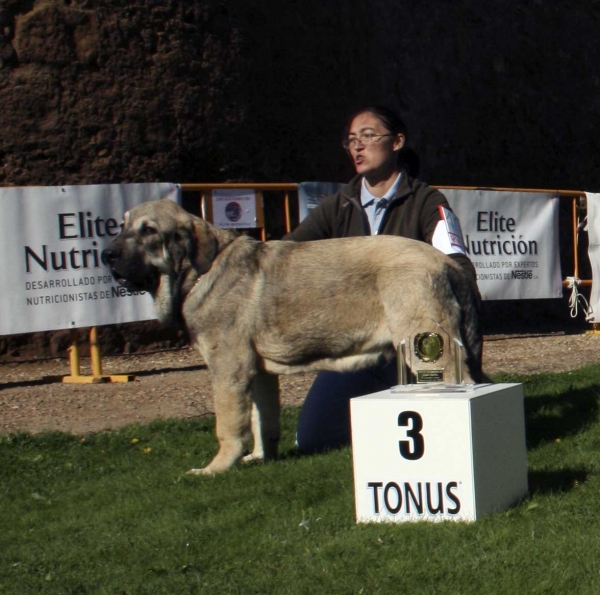 Watson Dancá Cotufa: VG 3 - Puppy Class Males - Monográfica Aepme 13.09.2008 
(Herodes Dancá Cotufa x Oliva Dancá Cotufa)
Born: 23.03.08 
Keywords: 2008 cotufa