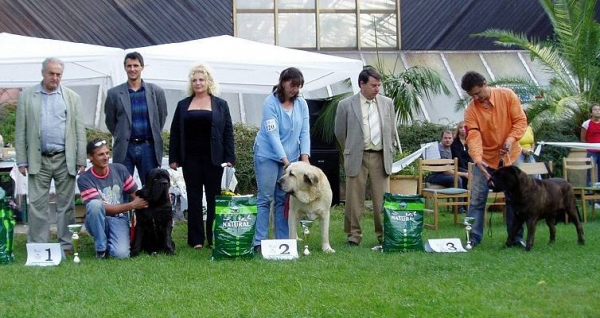 Soto de Trashumancia - Exc. 1, CAC, Veteran Club Winner 2006, res. BIS VETERAN, Club Show of Columella Molosser Club Hungary 23.09.2006
(Florencio de Trashumancia x Vela de Trashumancia)
Keywords: 2006