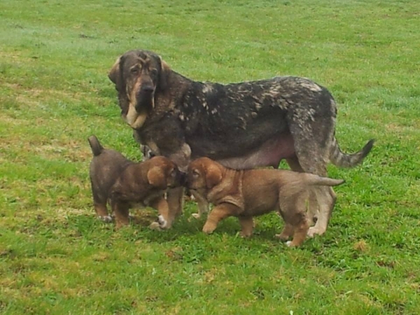 Cuba (Uva de los Balancines) con sus cachorros nacidos 01.03.2014
Ch Duque de Reciecho x Cuba (Uva de los Balancines)
Keywords: terrademontes puppyspain