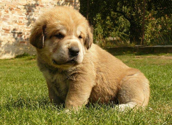 Male puppy from Tornado Erben - 4 weeks old
Nilo de Campollano x Eleonore Lu Dareva
05.08.2008

Keywords: puppyczech tornado