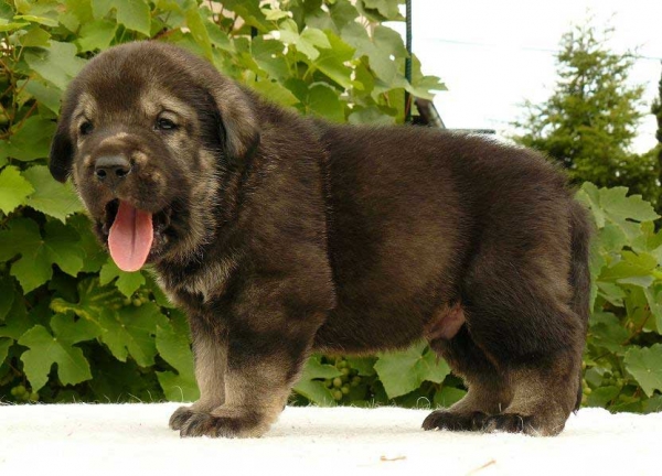 Male puppy from Tornado Erben - 25 days old
Caruso x Jch. Linda Tornado Erben
11.08.2008

Keywords: puppyczech tornado