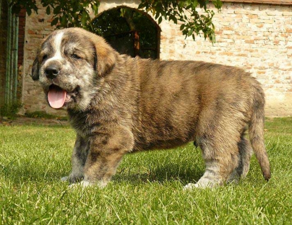 Male puppy from Tornado Erben - 4 weeks old
Nilo de Campollano x Eleonore Lu Dareva
05.08.2008

Keywords: puppyczech tornado