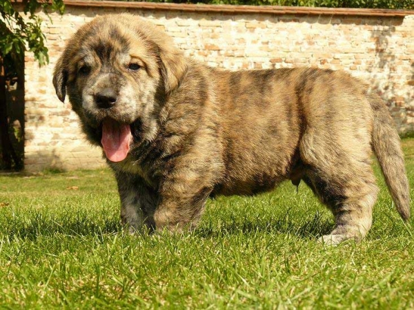 Male puppy from Tornado Erben - 4 weeks old
Nilo de Campollano x Eleonore Lu Dareva
05.08.2008

Keywords: puppyczech tornado