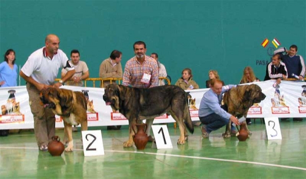 Pavón, EXC. 1 - Osito de los Cuatro Elementos, EXC. 2 - Caballero de Hazas de Cesto, EXC. 3 - RING OPEN CLASS MALES, XXV Monográfica AEPME Agoncillo, La Rioja, Spain - 30.10.2005
Pavón: (Tizón de Fuente Mimbre x Seda de Cueto Negro) - Born: 27.11.2003 - Breeder: Ramón Sampedro, owner: Francisco Díaz Cueva
Osito: (Ch. Tango de la Corredera x Linda de Autocan) - Born: 20.12.2002 - Breeder & owner: Juan Carlos López Gonzales
Caballero: (Abedul de Medina de Pomar x Caldea de El Regato de Subiria) - Born: 16.05.1998 - Breeder: José Uslé Rugama, owner: Cathy Dandelot
Keywords: 2005