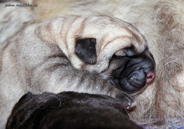 Male puppy born 05.05.2011
Interchampion Anuler Alano x Interchampion Jenny Mastibe

Keywords: puppyczech mastibe