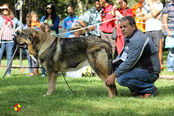 Cachorras hembras: Malú de La Portiecha - Barrios de Luna 16.09.2014
 Ch Tango de Filandón X Nieve de La Portiecha
Keywords: 2014 portiecha