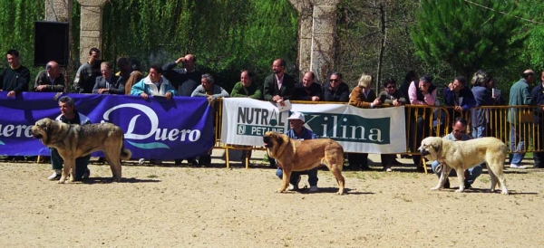 Malva: Exc. 1, Alba de Jusiante: Exc. 4 & Carlota Dancá Cotufa: VG - Young Class Females, Monográfica AEPME, Palencia 1999
Malva: (Rusco de Valdejra x Encina de Medina de Pomar) - Born: 20.11.1997
Alba: (Cronos x Calima del Corisco) - Born: 20.12.1997
Carlota: (Abolengo Dancá Cotufa x Pirata del Espinillo) - Born: 25.06.1998

Photo: Jonas Nielsen © Copyright 
Keywords: 1999