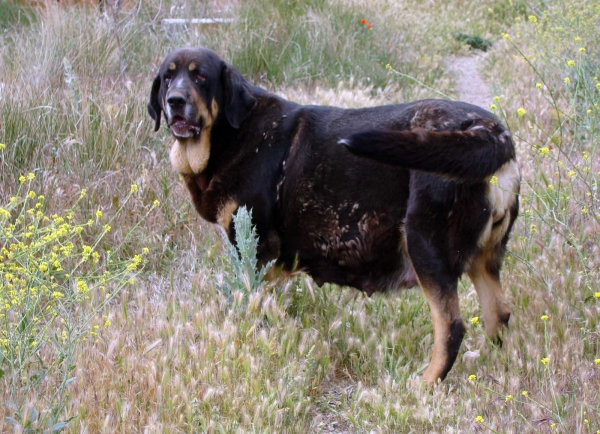 Celsa de Fuente Mimbre, 2½ años
su primer parto - madre de cachorros nacidos 21.06.09
Keywords: fuentemimbre