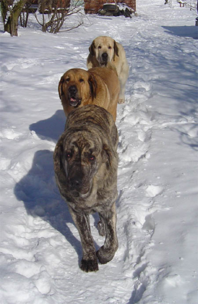 Mastín Español Photo of March 2005
Francesca Mastibe, Ch. Deissy Mastibe & Ch. Basil Mastifland
Keywords: ludareva snow nieve