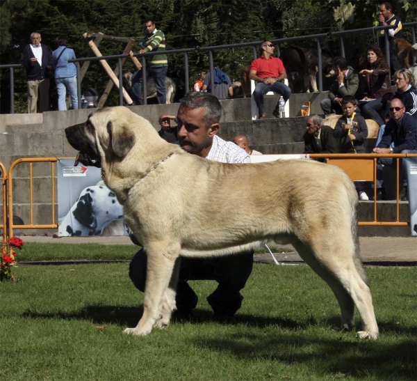 Alonso de Los Zumbos: EXC 5 - Young Class Males, AEPME Monográfica 13.09.2008
(Bartolo de Antalmuhey x Somosa de Los Zumbos)
Born: 13.10.2007
Keywords: 2008 zumbos