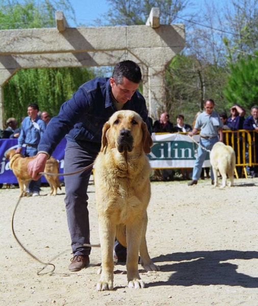 Dorada de Los Zumbos: Exc. 6 - Young Class Females, Monográfica AEPME, Palencia 1999
Hidalgo de Hontanar x Muralla de Los Zumbos
Born: 27.04.1998

Photo: Jonas Nielsen © Copyright 
Keywords: zumbos 1999