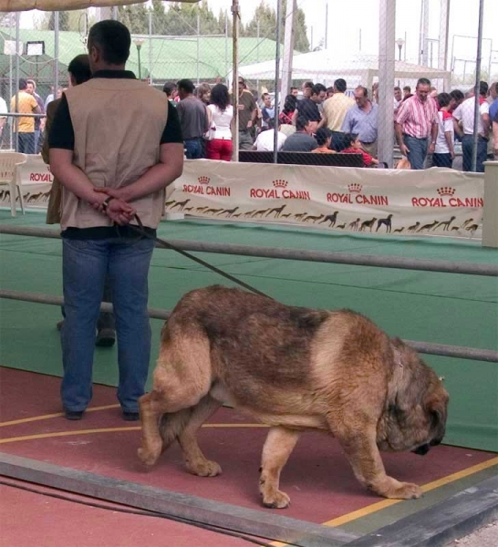 Leal de Laciana - Open Class Males - Specialty Show Spanish Breeds, Archidona, Málaga - 29-05-2005
(Campero de Laciana x Cenia de Los Zumbos)
Born: 25-03-2003
Owner: Mario Alonso 
 

Keywords: 2005 zumbos