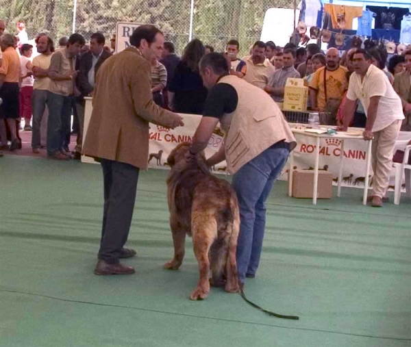 Leal de Laciana - Open Class Males - Specialty Show Spanish Breeds, Archidona, Málaga - 29-05-2005
(Campero de Laciana x Cenia de Los Zumbos)
Born: 25-03-2003
Owner: Mario Alonso  

Keywords: 2005 zumbos