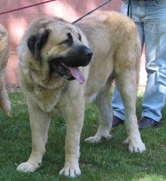 Raphael - Open Class Males - AEPME Monográfica, Valencia de Don Juan, León, 18.09.2004
(Ch. Ulises de Ablanera x Mola) 
Breeder & owner: Julio César González  

Keywords: 2004 riberadelpas