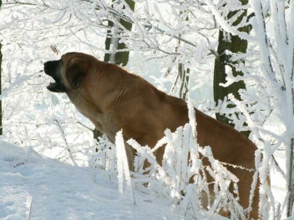 Amiga Zula Bis Mastibe
Keywords: calverota snow nieve