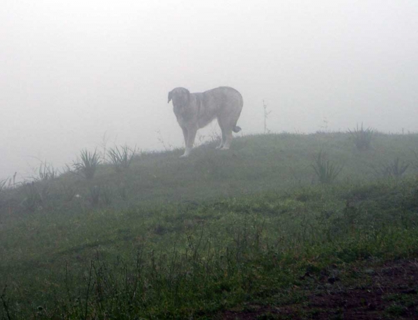 Female mastin working in the fog in Picos de Europa, Cantabria, Spain
Photo: César Piris, (Torreanaz)
Keywords: flock ganadero