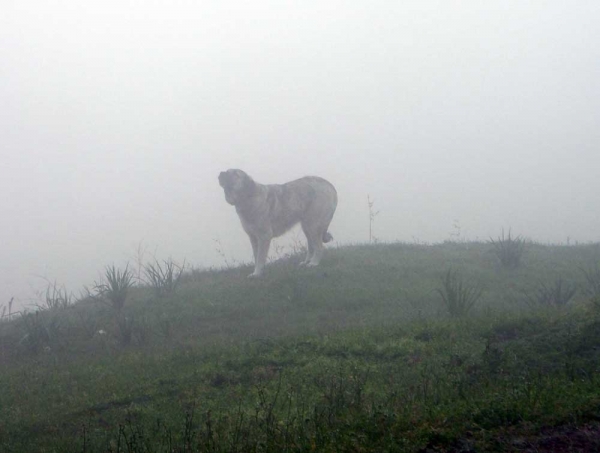 Female mastin working in the fog in Picos de Europa, Cantabria, Spain
Photo: César Piris, (Torreanaz)
Keywords: flock ganadero