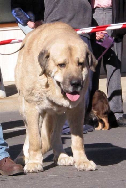 Cantero de Los Zumbos - Open Class Males - Mansilla de las Mulas, Leon, 07.11. 2004
Keywords: 2004