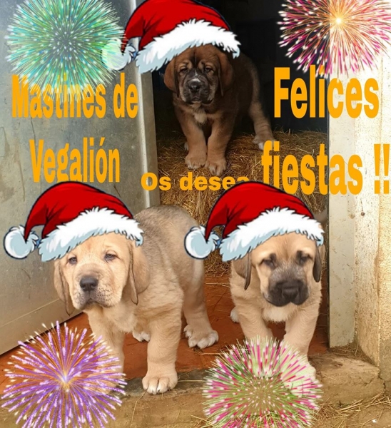 Merry Christmas 2019 from Vegalión
Keywords: vegalion