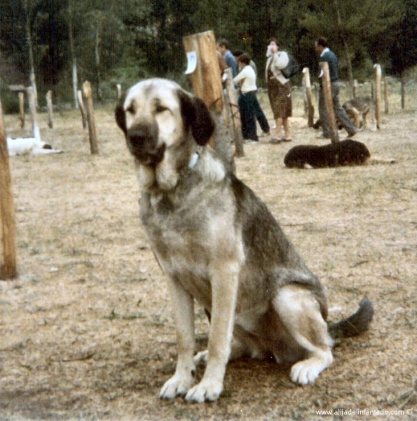 Viejas fotos de nuestros mastines leoneses en Alija del Infantado (Spain)
