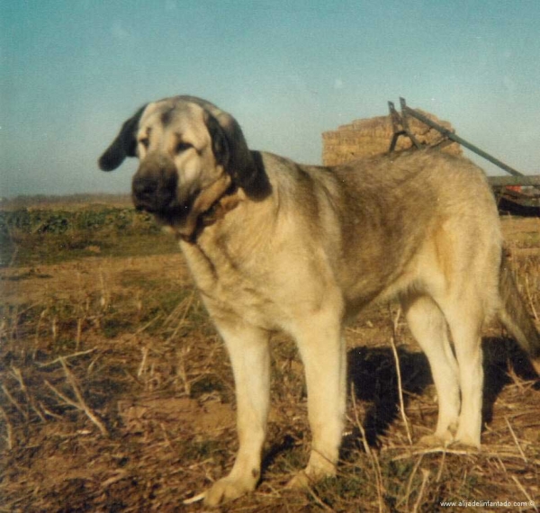 Viejas fotos de nuestros mastines leoneses en Alija del Infantado (Spain)
