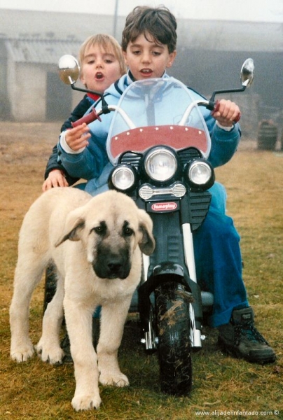 Viejas fotos de nuestros mastines leoneses en Alija del Infantado (Spain)
Keywords: kids cachorro puppy