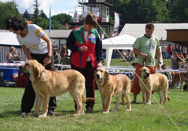 Baby Class Females - National Show Mlada Boleslav 20.07.2008
Photo sent by Iva Jarova - © Copyright 
Keywords: 2008