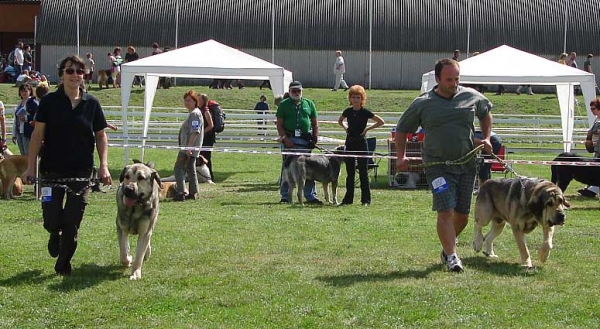 Luis Tornado Erben: EXC 1, CAC (Intermediate Class Males) & Freon z Kraje Sokolu - EXC 1, CAC, National Winner (Open Class Males) , National Show Mlada Boleslav 20.07.2008
Luis: (Basil Mastifland x Florita Maja Tornado Erben)
Freon: (Sultan x Aylen z Kraje Sokolu) 

Photo sent by Iva Jarova - © Copyright 
Kľúčové slová: 2008