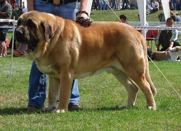 Amigo Zeus Bis Mastibe: EXC 1 - Winner Class Males, National Show Mlada Boleslav 20.07.2008
(Enamorado Ernesto Mastibe x Feya Mastibe)

Photo sent by Iva Jarova - © Copyright 
Keywords: 2008 mastibe