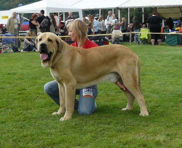 Gabon z Kraje Sokolu - Excellent 2 - Young Class Males, International show, Mlada Boleslav 02.09.2007
(Sultan x Clea z Kraje Sokolu) 
Keywords: 2007 mastes