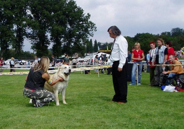 Gia z Kraje Sokolu - Excellent 1, CAJC - Young Class Females, International show, Mlada Boleslav 02.09.2007
(Sultan x Clea z Kraje Sokolu) 
Keywords: 2007 sokol