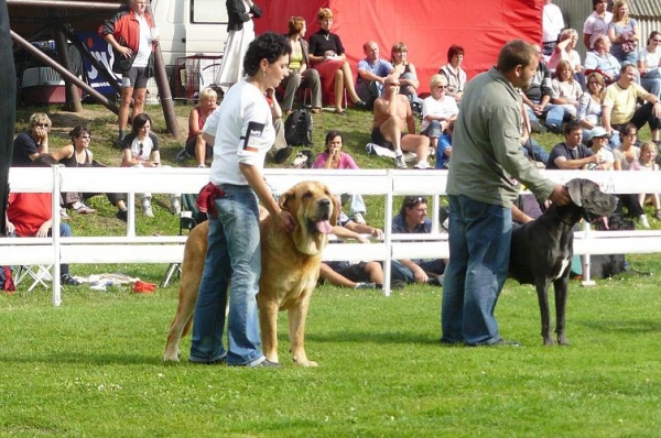 Historia Tornado Erben - Excellent 1, CAC, CACIB, BOB, 5th place in 2nd FCI group - Open Class Females, International show, Mlada Boleslav 02.09.2007
(Druso de la Aljabara x Cassandra Tornado Erben)
Kľúčové slová: 2007 confundo