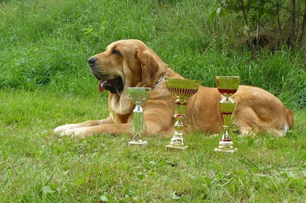 Historia Tornado Erben - Excellent 1, CAC, CACIB, BOB, 5th place in 2nd FCI group - Open Class Females, International show, Mlada Boleslav 02.09.2007
(Druso de la Aljabara x Cassandra Tornado Erben)
Keywords: 2007 confundo