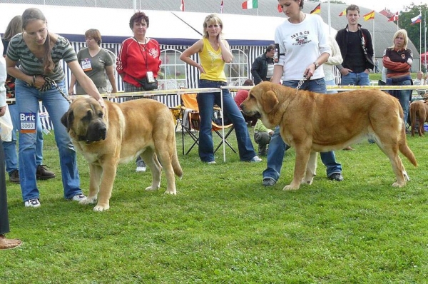 Amigo Zeus Bis Mastibe: Exc. 1, CAC, CACIB & Historia Tornado Erben: Excellent 1, CAC, CACIB, BOB, 5th place in 2nd FCI group  - Open Class, International show, Mlada Boleslav 02.09.2007
Amigo Zeus Bis Mastibe: (Enamorado Ernesto Mastibe x Feya Mastibe) 
Historia Tornado Erben: (Druso de la Aljabara x Cassandra Tornado Erben)

Keywords: 2007