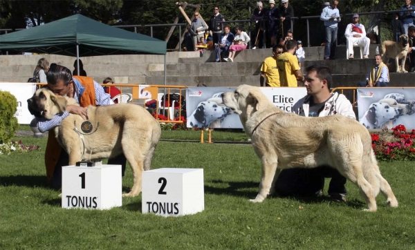 Horo de Duelos y Quebrantos: VG 1, Best Puppy & Granda de Duelos y Quebrantos: VG 1 - Puppy Class Males & Females, Monográfica AEPME 13.092008
Horo de Duelos y Quebrantos: (Iker de Fonteferra x Comba de Duelos y Quebrantos) - born: 30.03.08 
Granda de Duelos y Quebrantos: (Azabache de Campollano x Batuta de Fonteferra) - born 25.12.07 
Keywords: 2008 duelos