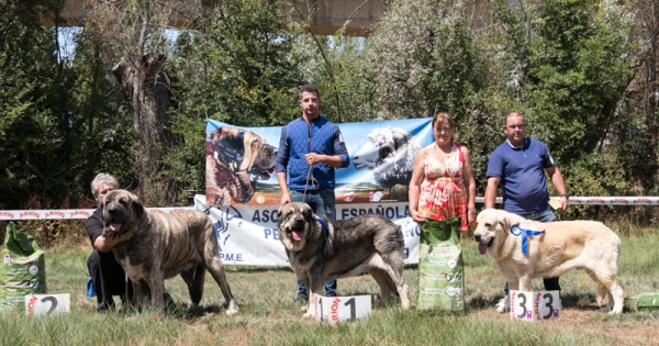 Finales: Mejor abierta macho - Fresno del Camino, León, Spain 11.08.2019
Keywords: 2019