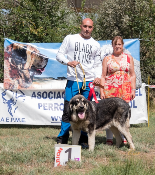 Finales: Mejor cachorro absoluto - Fresno del Camino, León, Spain 11.08.2019
Keywords: 2019