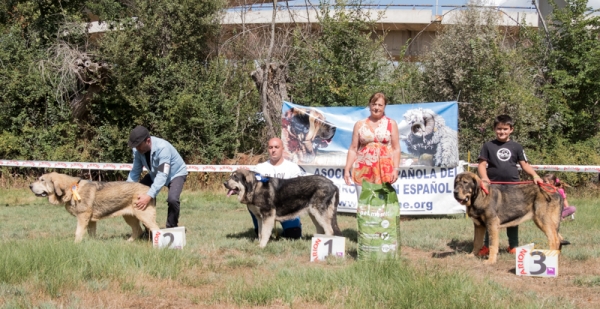 Finales: Mejor cachorro hembra - Fresno del Camino, León, Spain 11.08.2019
Keywords: 2019