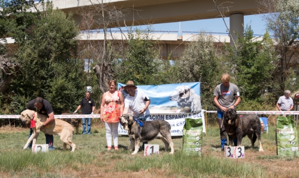 Finales: Mejor intermedia hembra - Fresno del Camino, León, Spain 11.08.2019
Keywords: 2019