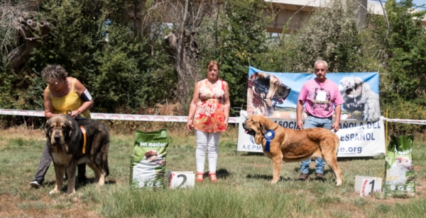 Finales: Mejor intermedia macho - Fresno del Camino, León, Spain 11.08.2019
Keywords: 2019