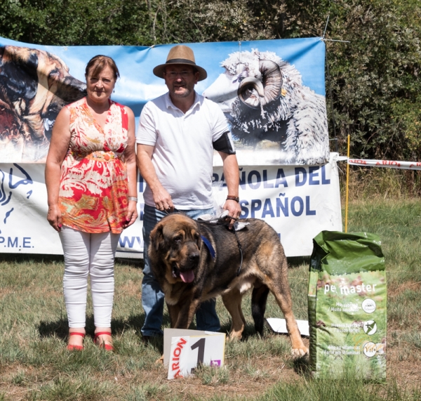 Finales: Mejor jóven macho - Fresno del Camino, León, Spain 11.08.2019
Keywords: 2019