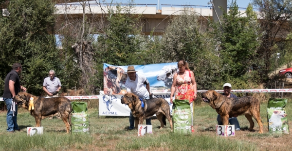 Finales: Mejor jóven macho - Fresno del Camino, León, Spain 11.08.2019
Keywords: 2019